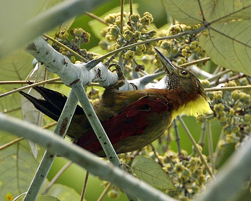 Checker-throated woodpecker